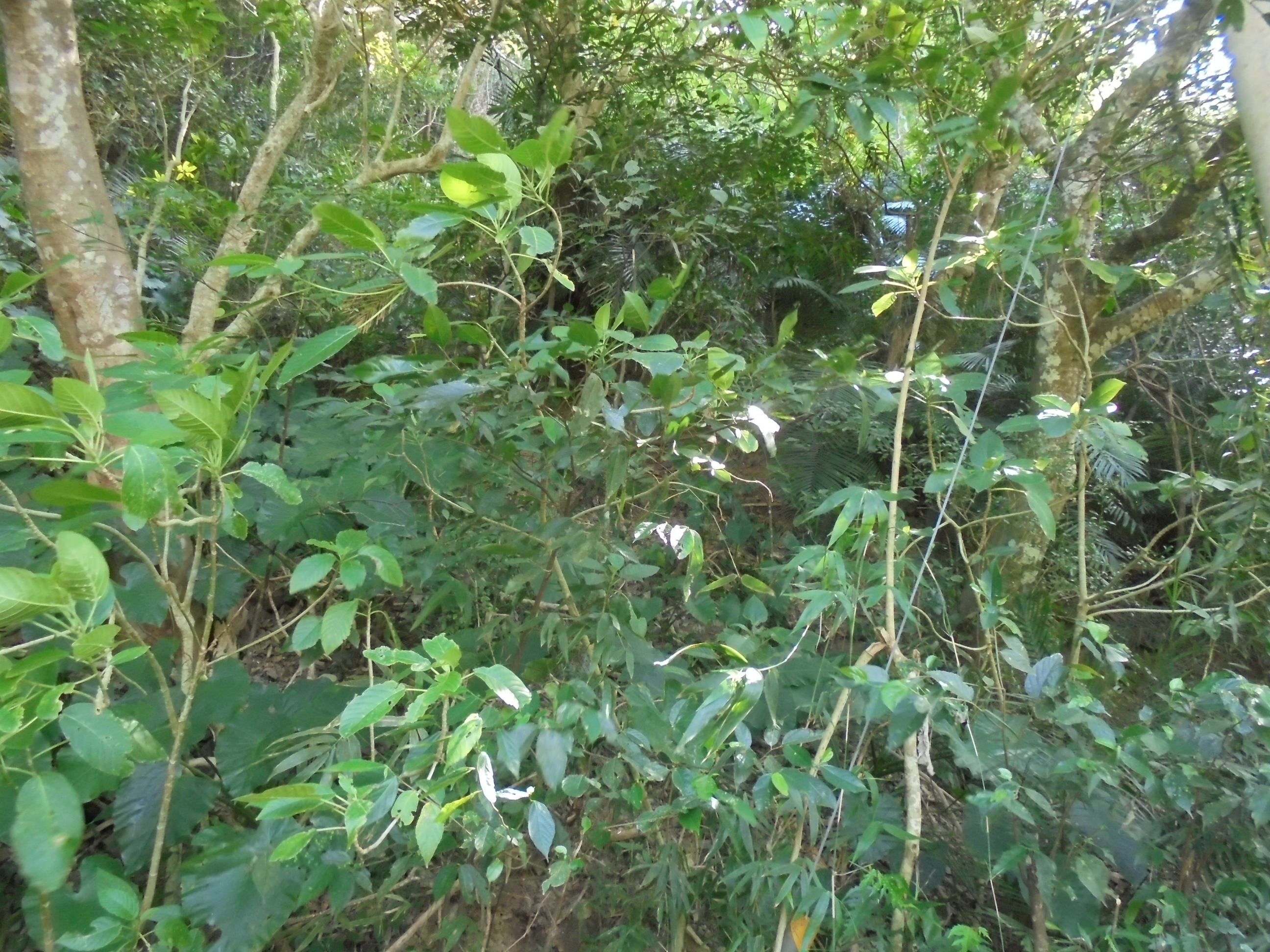 圖片已下架