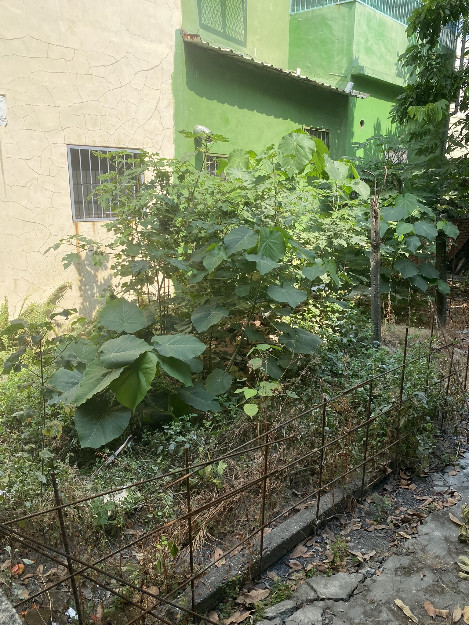 圖片已下架